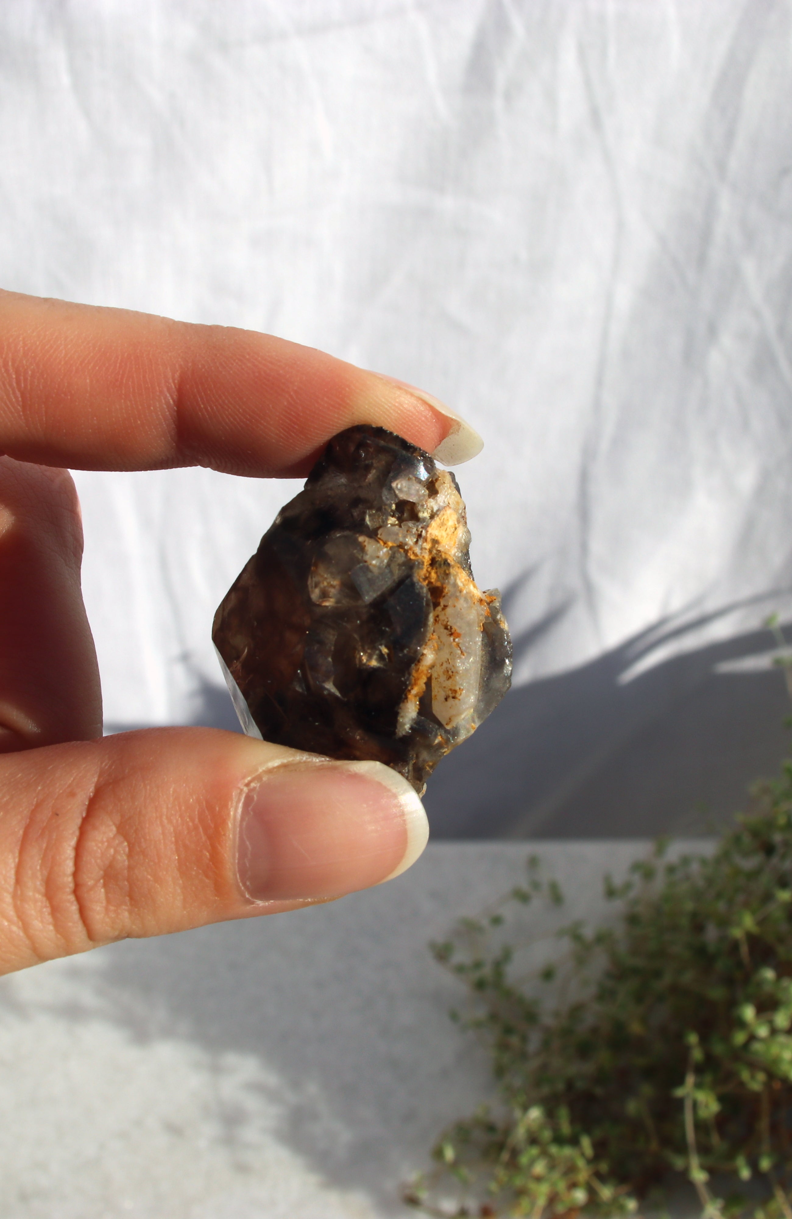 Morello Smoky Cluster